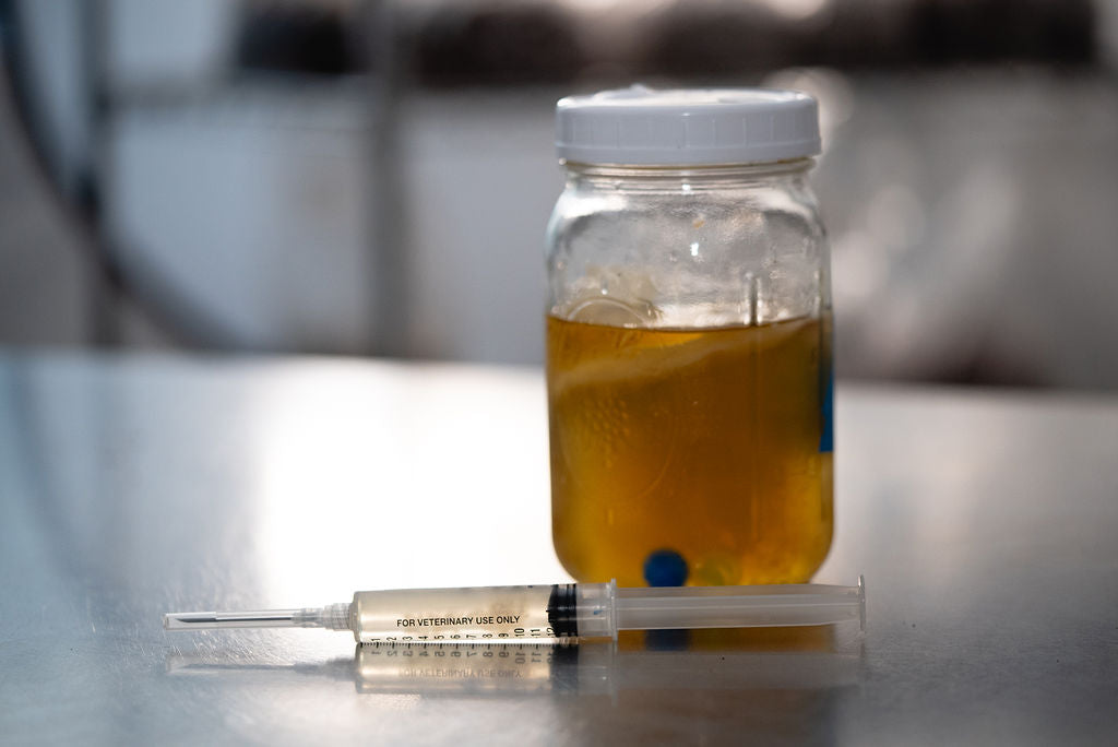 Lion’s Mane liquid culture syringe 10 mL — Armadillo Myco Supply
