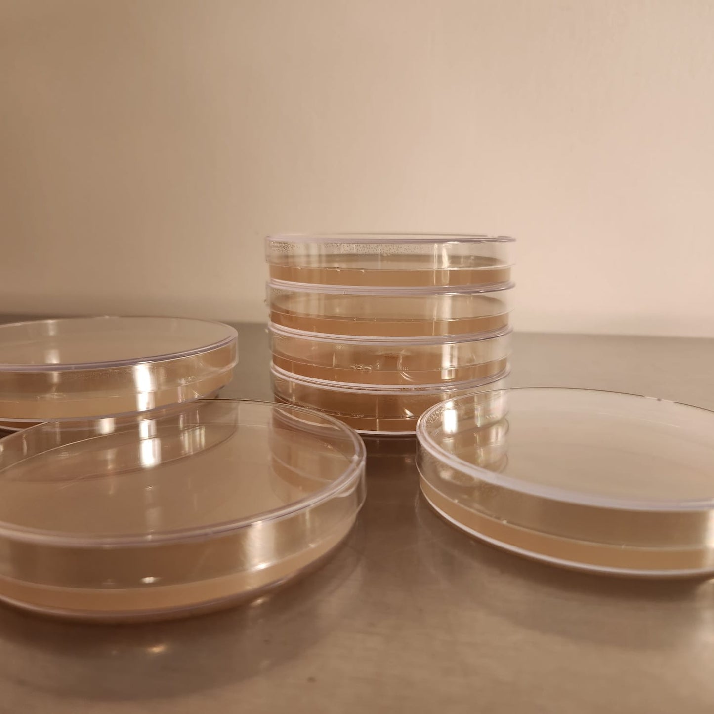 MEA Agar Plates - 10 Pack