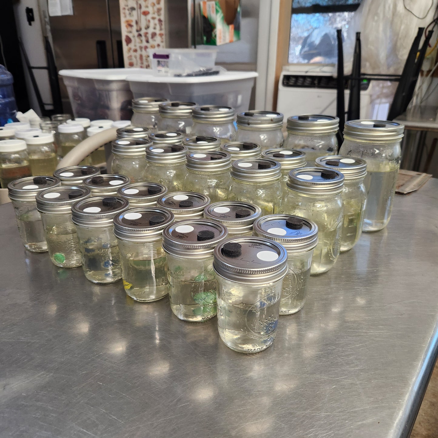 Liquid Culture Small